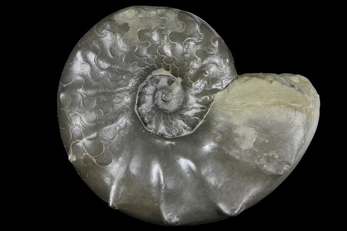 Unusual, Triassic Ammonite (Ceratites) Fossil - Germany #94063